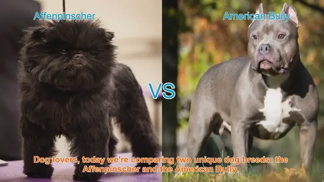 Video thumbnail for Affenpinscher vs. American Bully: A Comparison of Two Unique Dog Breeds