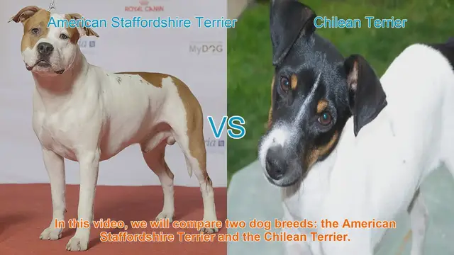 Video thumbnail for American Staffordshire Terrier vs. Chilean Terrier: A Breed Comparison
