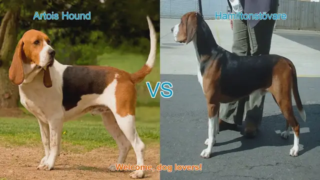 Video thumbnail for Artois Hound vs. Hamiltonstövare: A Comprehensive Breed Comparison