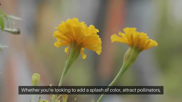 Video thumbnail for Easy Flowers to Grow in Patio Pots