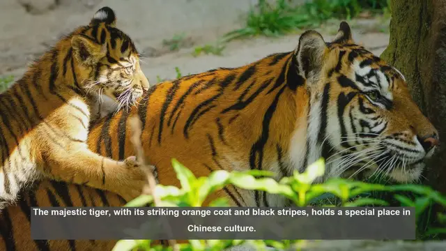 Video thumbnail for 10 Reasons Why Tigers Are Important in Chinese Culture