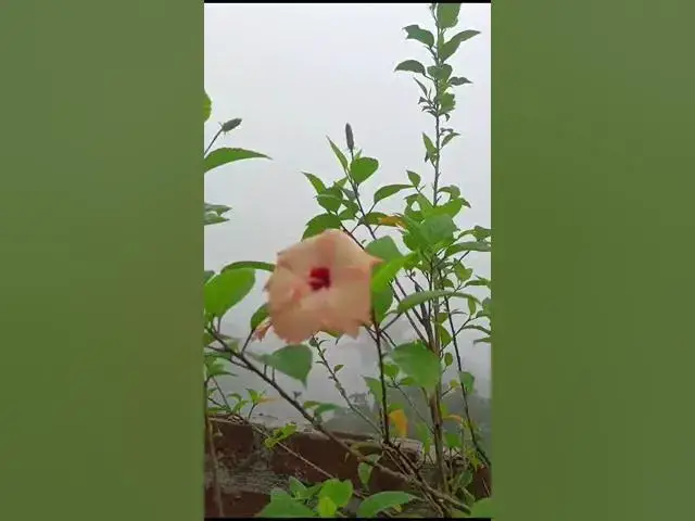 'Video thumbnail for Yea mousam ka jaadu ha mitwea #flowers #coldweather #nature #viralvideo #shortvideo'