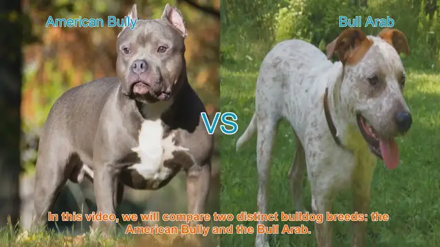 Video thumbnail for American Bully vs. Bull Arab: Breed Comparison