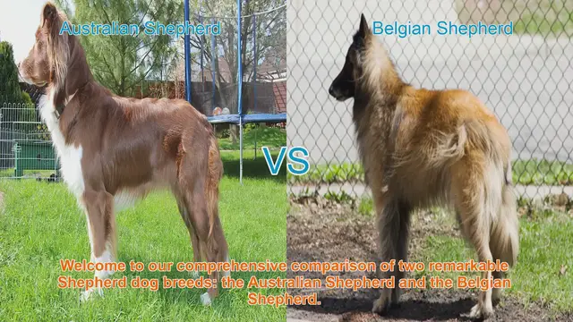 Video thumbnail for Australian Shepherd vs. Belgian Shepherd: A Comprehensive Breed Comparison