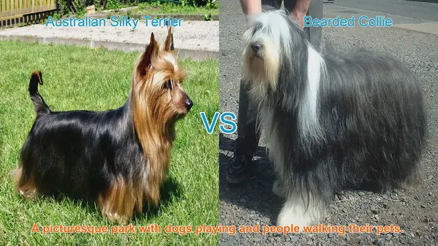 Video thumbnail for Comparing Australian Silky Terrier and Bearded Collie: A Comprehensive Guide