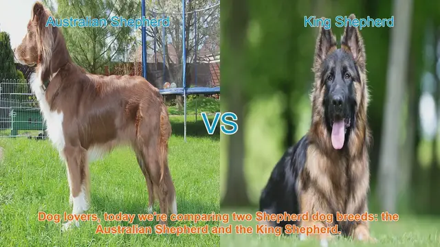 Video thumbnail for Australian Shepherd vs. King Shepherd: A Comparison of Two Loyal Breeds