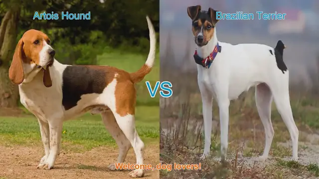 Video thumbnail for Artois Hound vs. Brazilian Terrier: A Comparison of Two Unique Dog Breeds