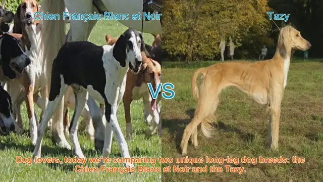 Video thumbnail for Comparing Chien Français Blanc et Noir vs. Tazy: A Guide for Dog Lovers