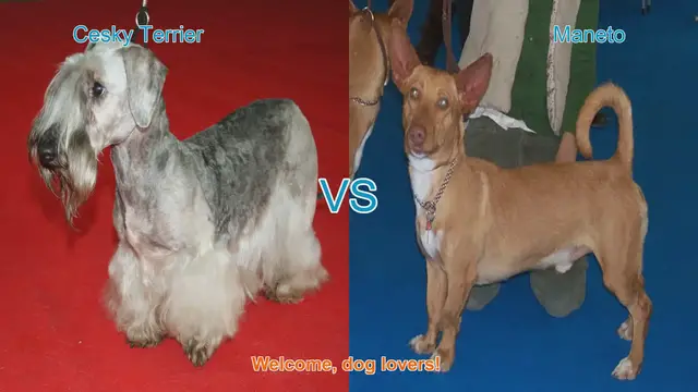 Video thumbnail for Cesky Terrier vs. Maneto: A Comprehensive Breed Comparison