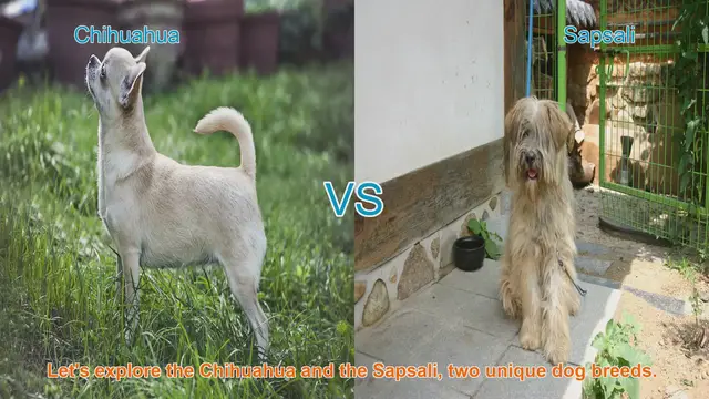 Video thumbnail for Exploring Chihuahua and Sapsali Dog Breeds: A Comparative Guide