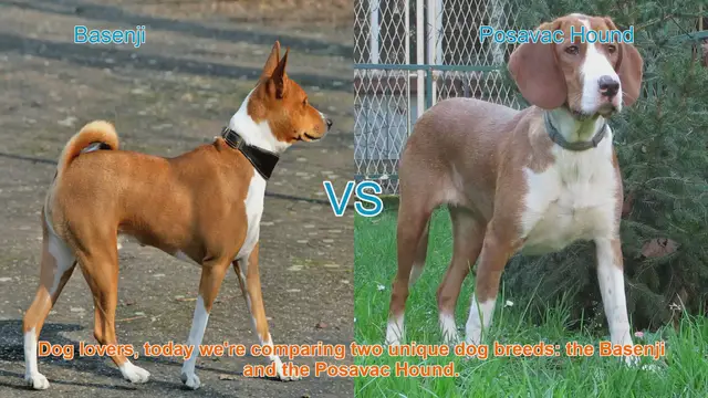 Video thumbnail for Basenji vs. Posavac Hound: A Comparison of Unique Dog Breeds