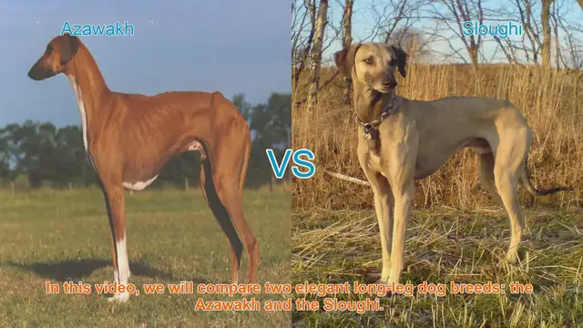 Video thumbnail for Azawakh vs. Sloughi: A Comparison of Elegant Long-Leg Dog Breeds