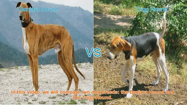 Video thumbnail for Comparing Banjara Hound vs. Trigg Hound: Origins, Physical Traits, and Temperament