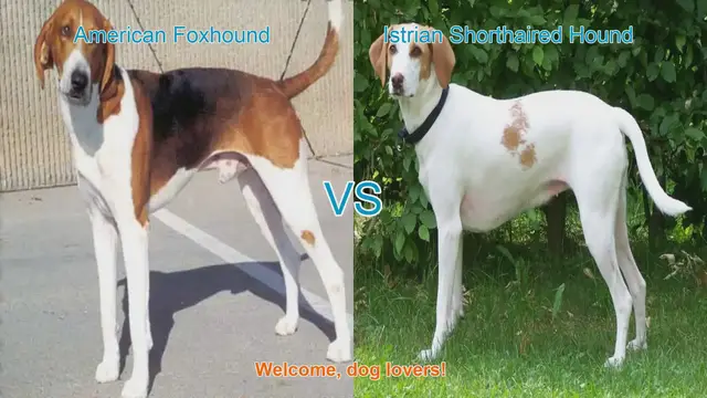 Video thumbnail for American Foxhound vs. Istrian Shorthaired Hound: A Comprehensive Comparison