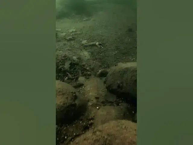Video thumbnail for Slo-Mo of a crawfish taking off! 💨🚀 What do you think BEST imitates this??