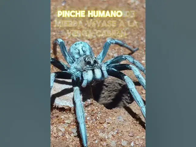 Video thumbnail for cazador#memes #humor
