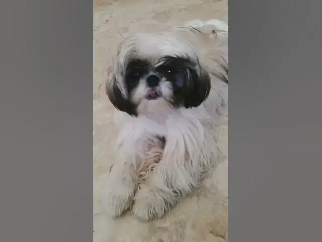 Video thumbnail for Chummy And Lala When They’re Still Little| Cute Shih Tzu #cuteshihtzu  #shihtzu