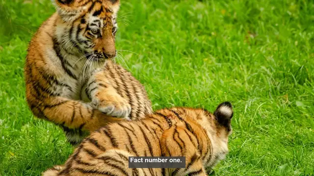 Video thumbnail for 10 Surprising Facts About Tiger Diets in the Wild