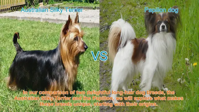 Video thumbnail for Comparing Australian Silky Terrier and Papillon: Origins, Appearance, Temperament, and More