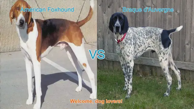 Video thumbnail for American Foxhound vs. Braque d'Auvergne: A Comprehensive Comparison