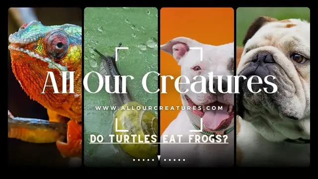 'Video thumbnail for Do Turtles Eat Frogs? [Complete Answer]'