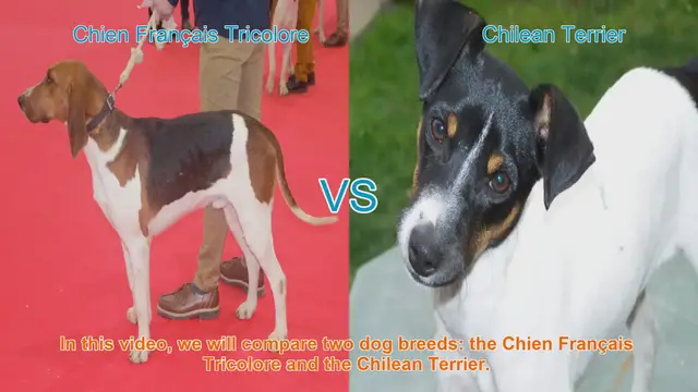 Video thumbnail for Comparing Chien Français Tricolore and Chilean Terrier: A Comprehensive Guide