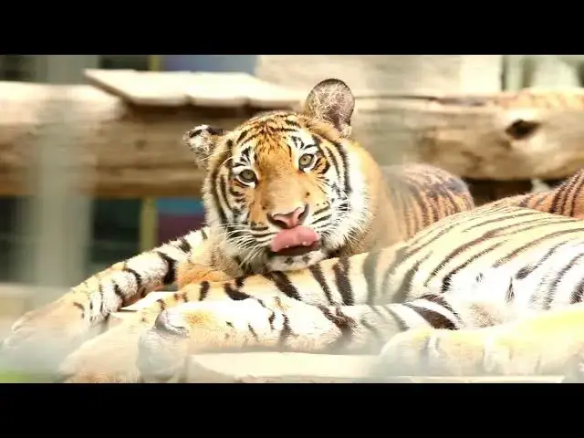 Video thumbnail for How Tigers Help Control Invasive Species in Their Habitats?
