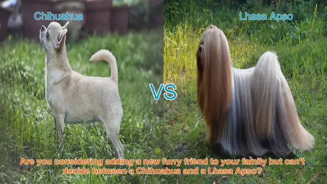 Video thumbnail for Chihuahua vs. Lhasa Apso: A Comparison of Two Charming Dog Breeds