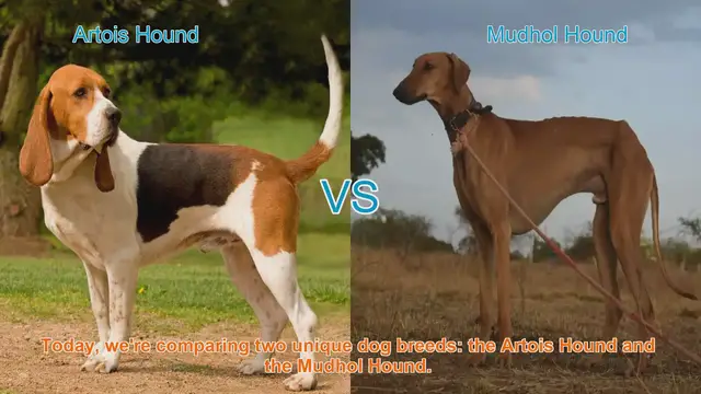 Video thumbnail for Comparing Artois Hound and Mudhol Hound: Origins, Traits, and Care