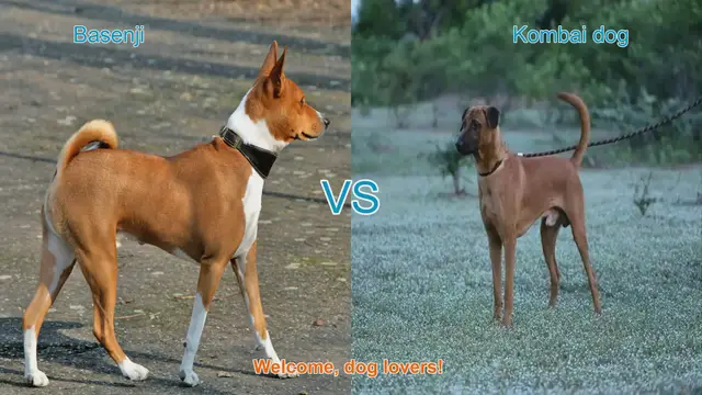 Video thumbnail for Basenji vs. Kombai: A Comparative Guide to Unique Dog Breeds