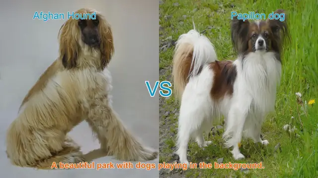 Video thumbnail for Afghan Hound vs. Papillon: A Comparison of Two Elegant Dog Breeds