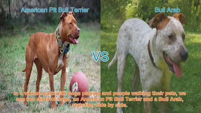 Video thumbnail for American Pit Bull Terrier vs. Bull Arab: Breed Comparison