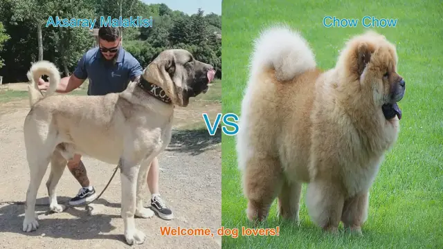 Video thumbnail for Aksaray Malaklisi vs. Chow Chow: A Comprehensive Breed Comparison