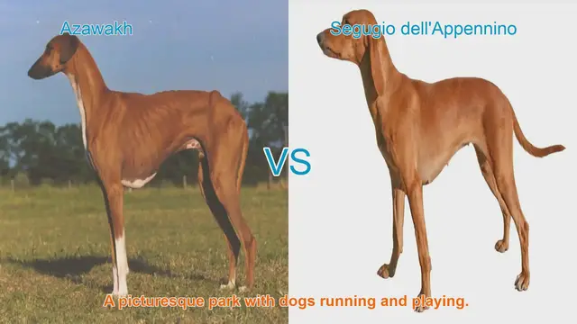 Video thumbnail for Comparing Azawakh and Segugio dell'Appennino: A Guide to Long-Leg Dog Breeds