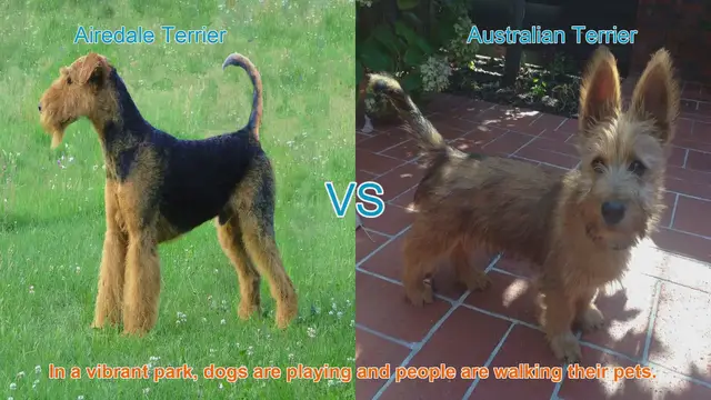 Video thumbnail for Airedale Terrier vs. Australian Terrier: A Tail-Wagging Comparison
