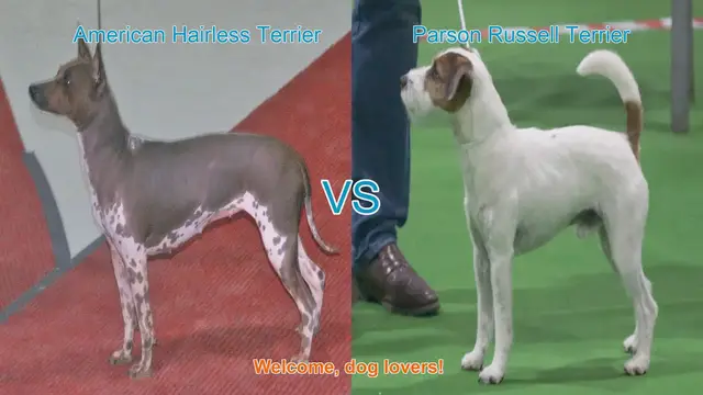 Video thumbnail for American Hairless Terrier vs. Parson Russell Terrier: A Comparison