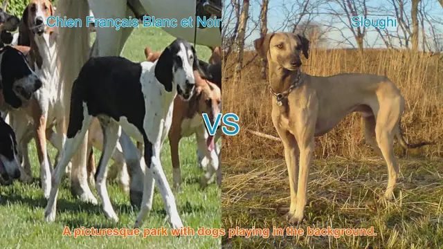 Video thumbnail for Exploring Two Long-Leg Dog Breeds: Chien Français Blanc et Noir vs. Sloughi