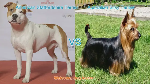 Video thumbnail for American Staffordshire Terrier vs. Australian Silky Terrier: A Breed Comparison