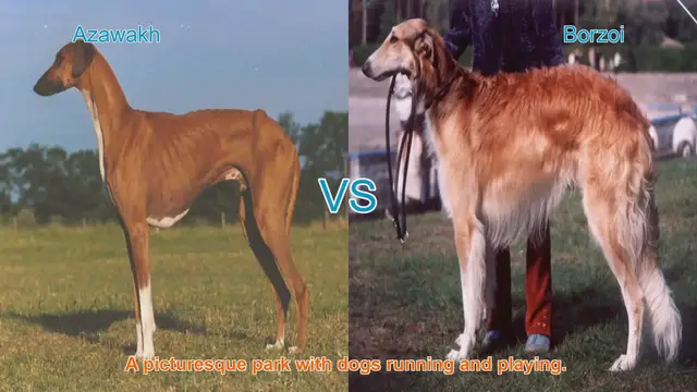 Video thumbnail for Azawakh vs. Borzoi: A Comparison of Elegant Long-Leg Dog Breeds