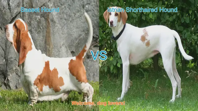 Video thumbnail for Basset Hound vs. Istrian Shorthaired Hound: A Comparison of Two Unique Dog Breeds