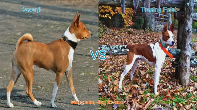 Video thumbnail for Basenji vs. Treeing Feist: A Comparison of Unique Dog Breeds
