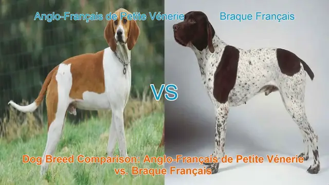 Video thumbnail for Dog Breed Comparison: Anglo-Français de Petite Vénerie vs. Braque Français