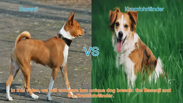 Video thumbnail for Basenji vs. Kromfohrländer: A Comparative Guide to Unique Dog Breeds