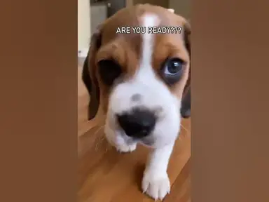 'Video thumbnail for Beagle puppy #beagles #beagle #beaglepuppy #beaglelove #beaglelife #beaglemania #beagleworld #dog'