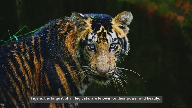 Video thumbnail for Tiger Cubs: From Blind Newborns to Powerful Predators
