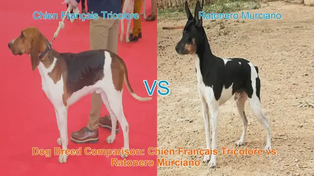 Video thumbnail for Dog Breed Comparison: Chien Français Tricolore vs. Ratonero Murciano