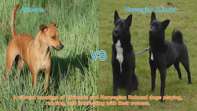 Video thumbnail for Africanis vs. Norwegian Buhund: A Comparative Guide