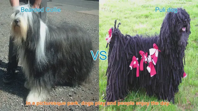 Video thumbnail for Bearded Collie vs. Puli Dog: A Comparison of Two Distinct Breeds
