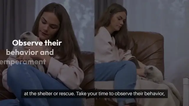 'Video thumbnail for Adopting a Pet What to Expect'