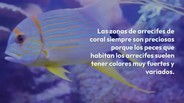 Video thumbnail for Arrecifes para colorear